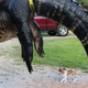 Illustration for article titled Giant Alligator Literally Broke The Scale When Biologists Weighed It